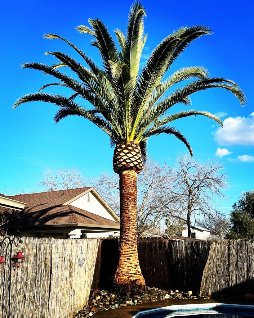Tree Service Roseville CA