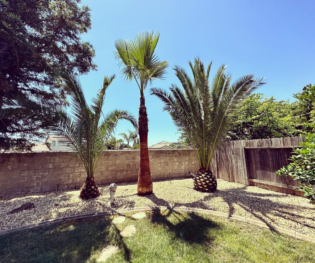 Tree Service Sacramento