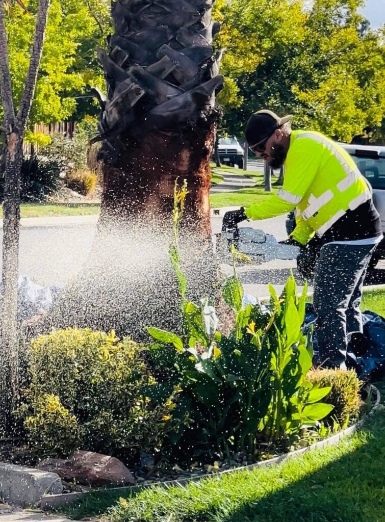 Tree Service Rocklin CA