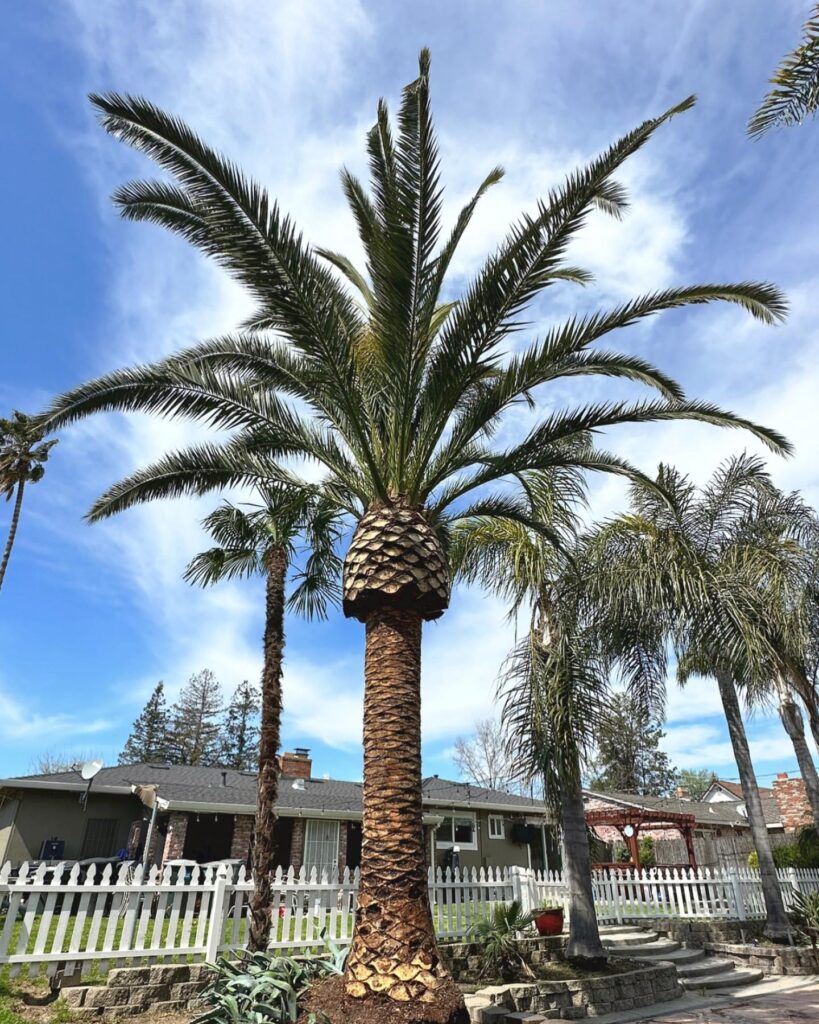 Tree Service Folsom