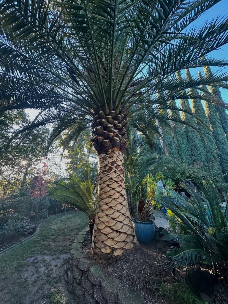 Tree Service West Sacramento